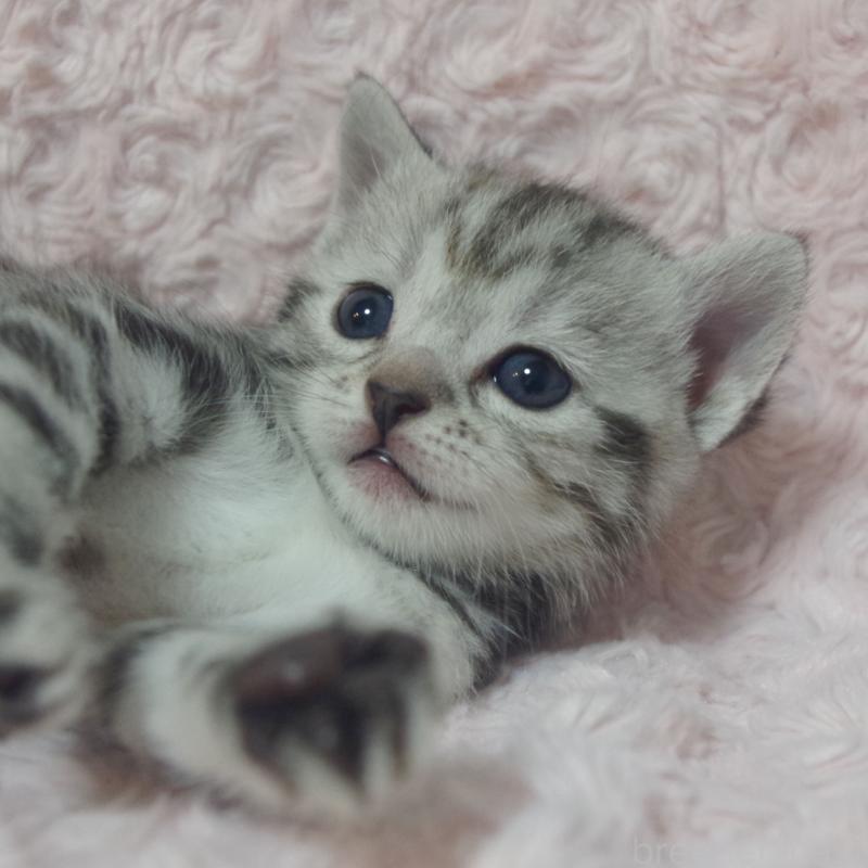 販売中の群馬県のスコティッシュフォールド-131215の7枚目