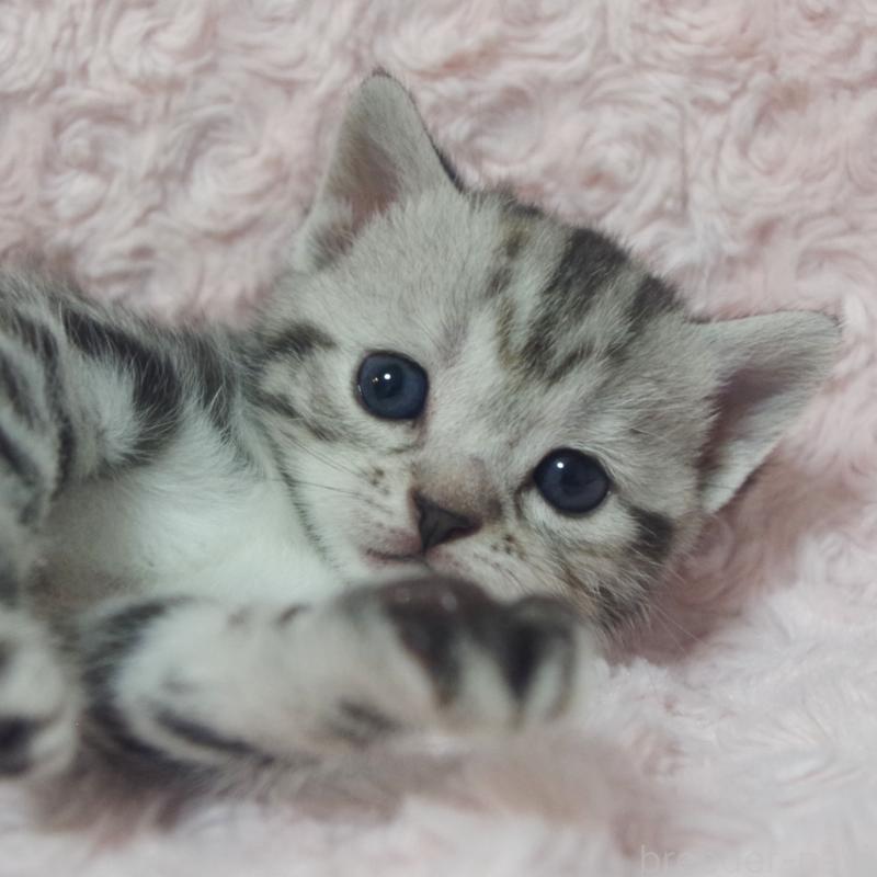 販売中の群馬県のスコティッシュフォールド-131215の6枚目