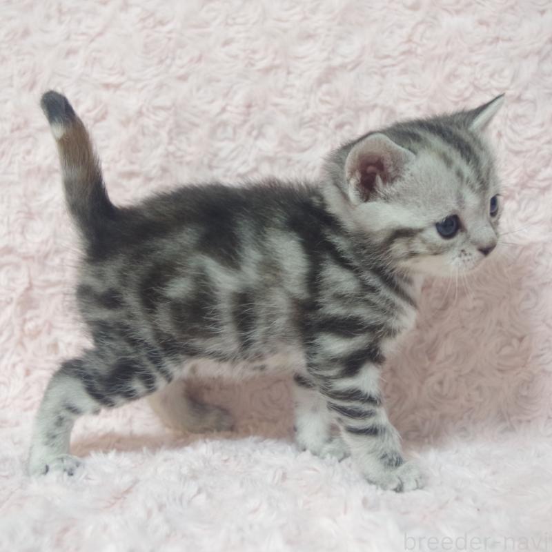 販売中の群馬県のスコティッシュフォールド-131215の5枚目