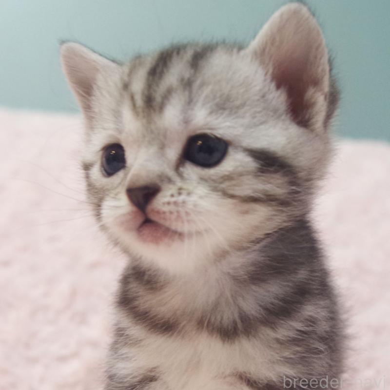 販売中の群馬県のスコティッシュフォールド-131215の1枚目