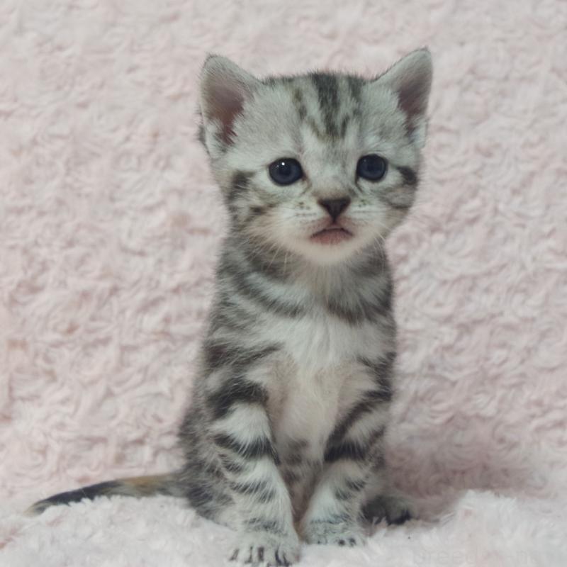 販売中の群馬県のスコティッシュフォールド-131215の3枚目