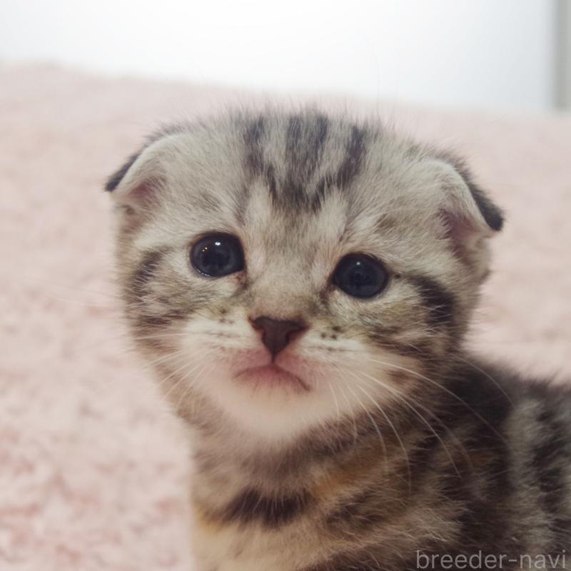 販売中の群馬県のスコティッシュフォールド-131216の7枚目