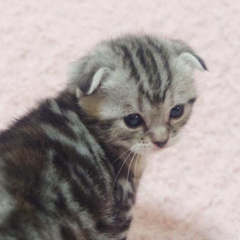 販売中の群馬県のスコティッシュフォールド-131216の6枚目