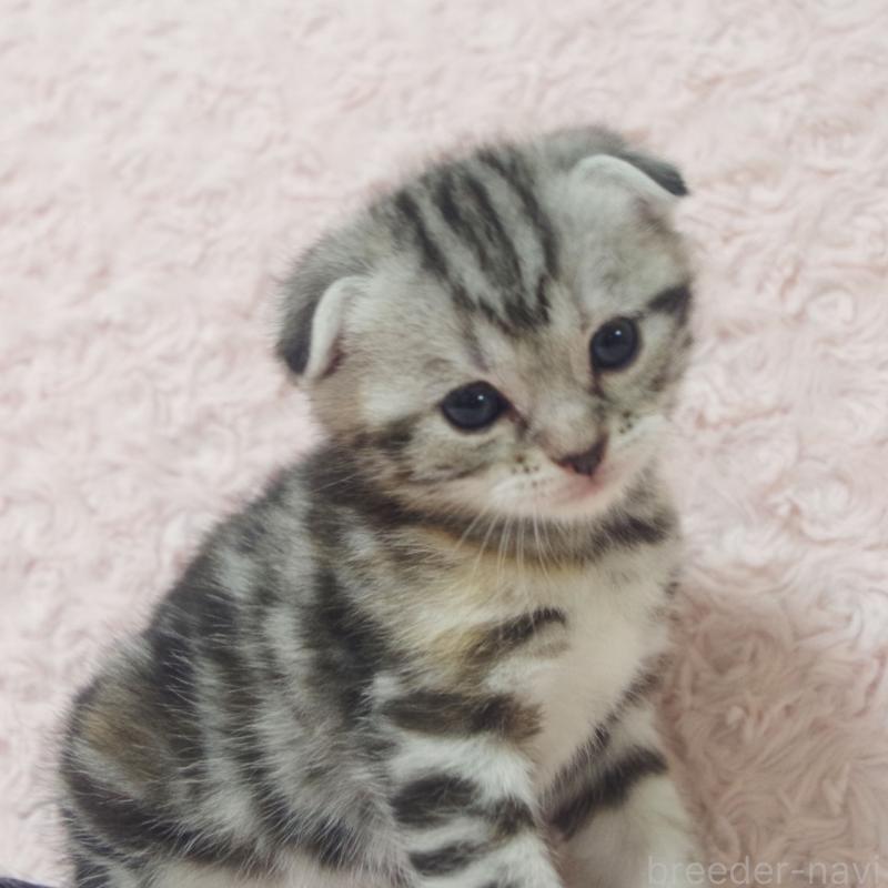 販売中の群馬県のスコティッシュフォールド-131216の3枚目