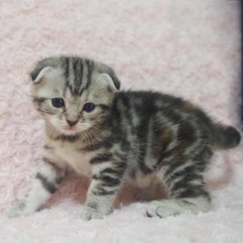 販売中の群馬県のスコティッシュフォールド-131216の2枚目