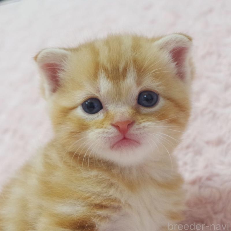 販売中の群馬県のスコティッシュフォールド-131217