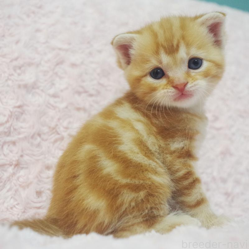 販売中の群馬県のスコティッシュフォールド-131217の8枚目