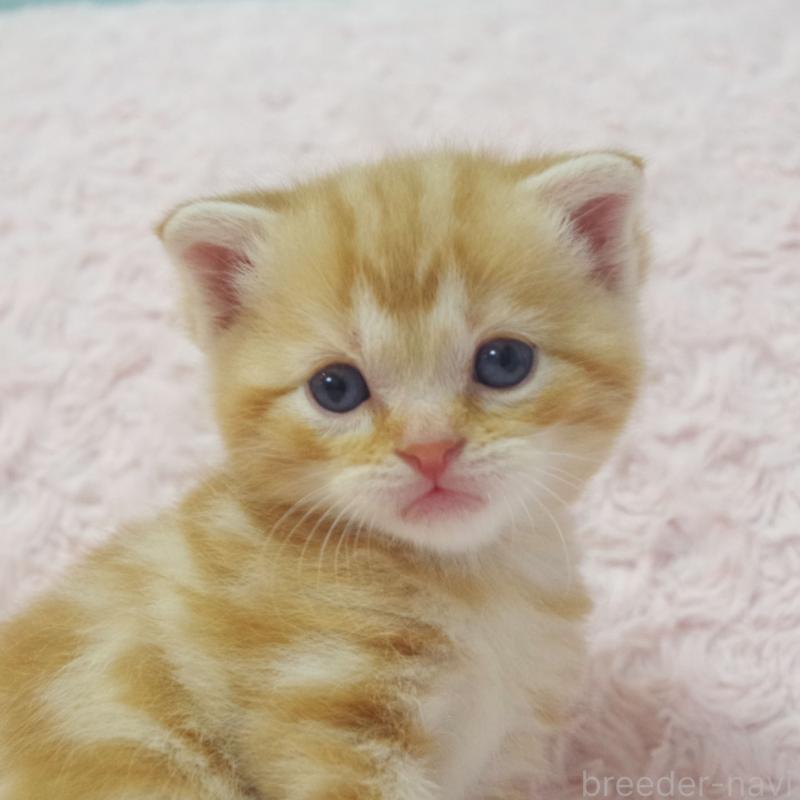 販売中の群馬県のスコティッシュフォールド-131217の7枚目