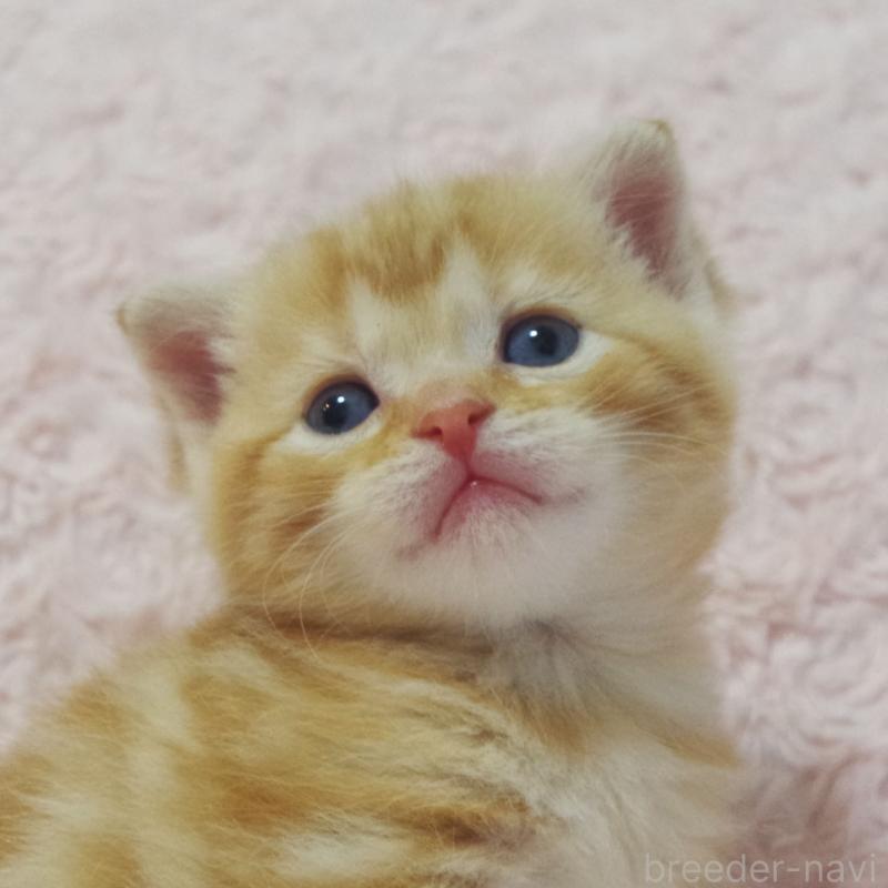 販売中の群馬県のスコティッシュフォールド-131217の6枚目