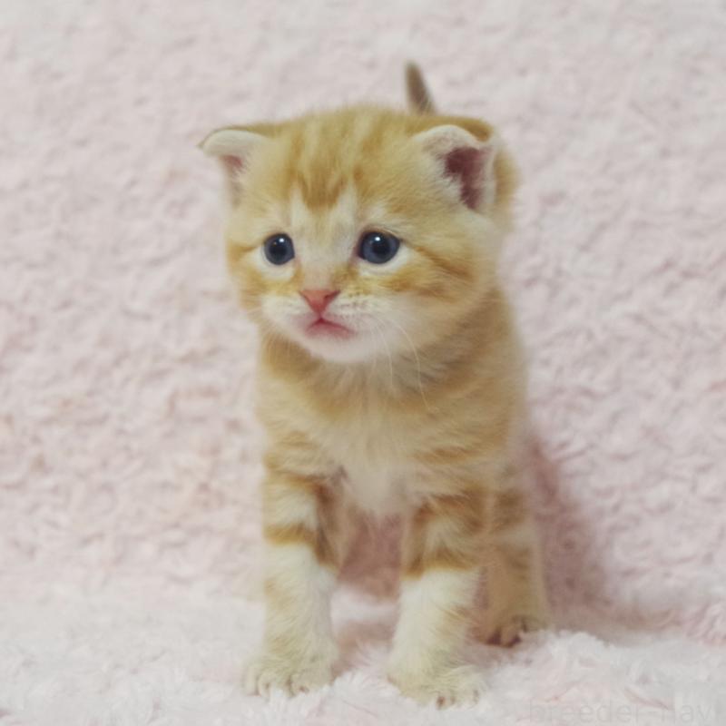 販売中の群馬県のスコティッシュフォールド-131217の5枚目