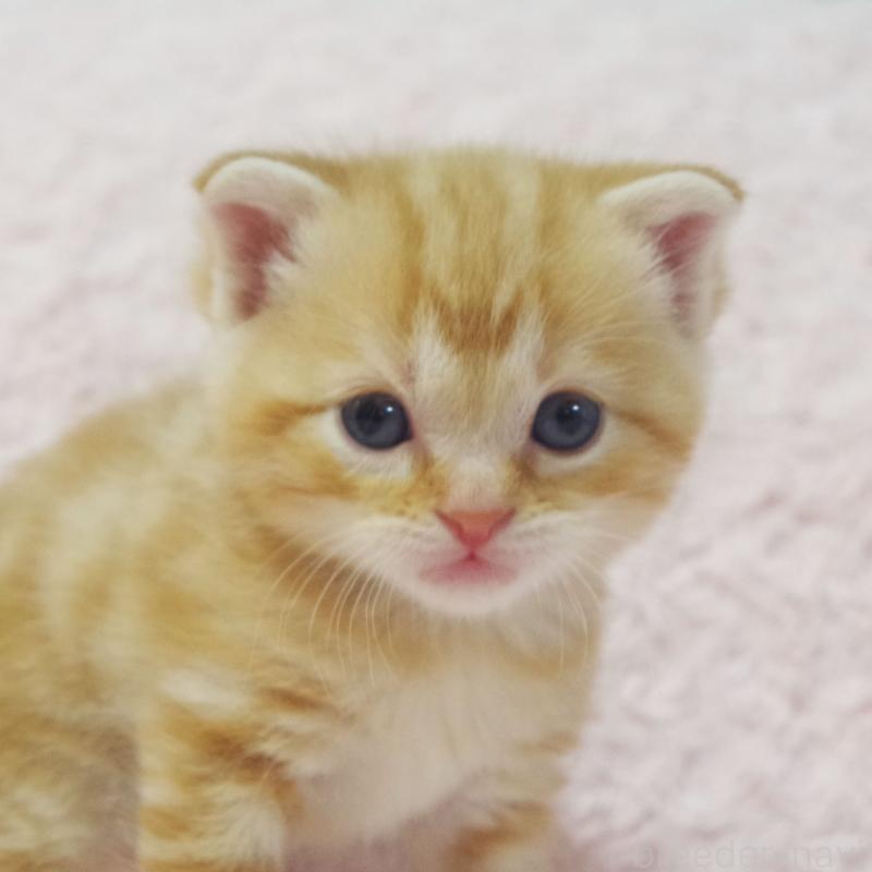 販売中の群馬県のスコティッシュフォールド-131217の4枚目