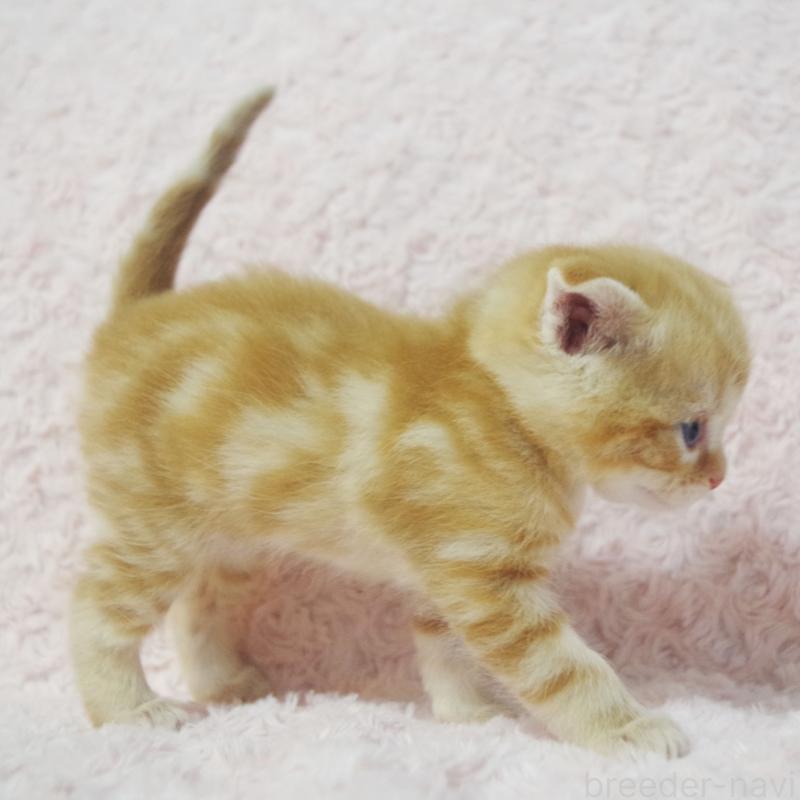 販売中の群馬県のスコティッシュフォールド-131217の3枚目