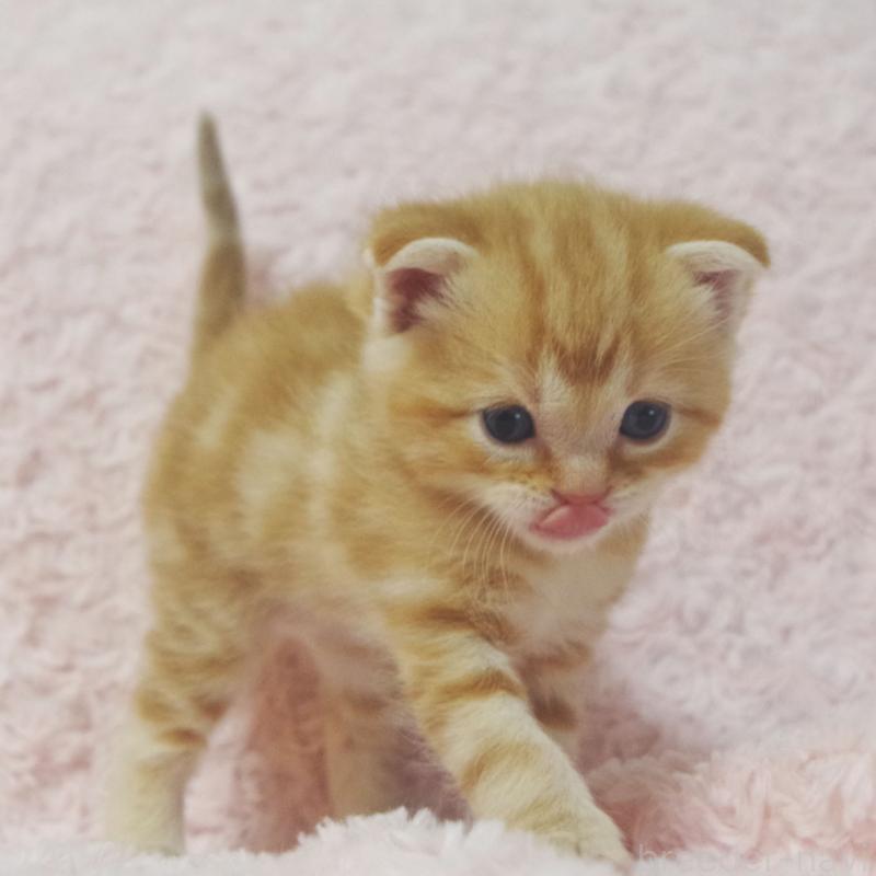 販売中の群馬県のスコティッシュフォールド-131217の2枚目