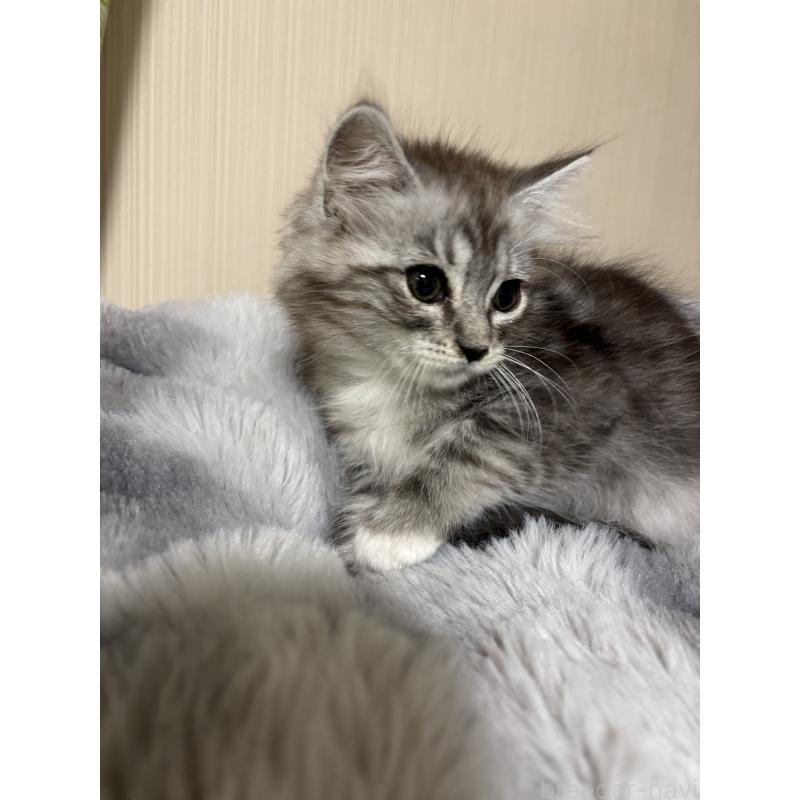 販売中の長野県のメインクーン-131219の2枚目