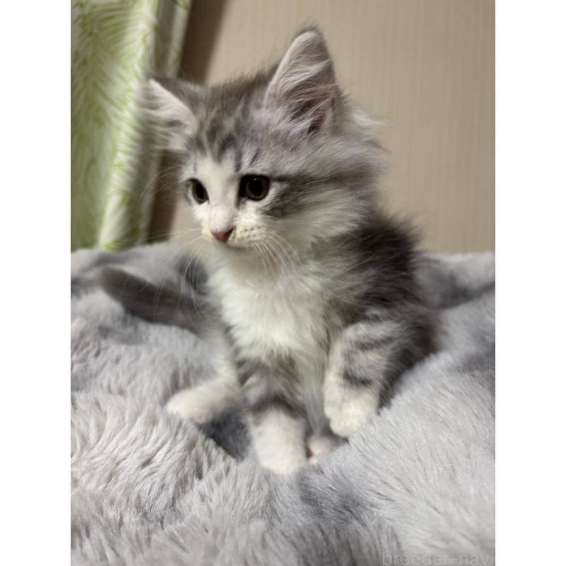 販売中の長野県のメインクーン-131220の2枚目