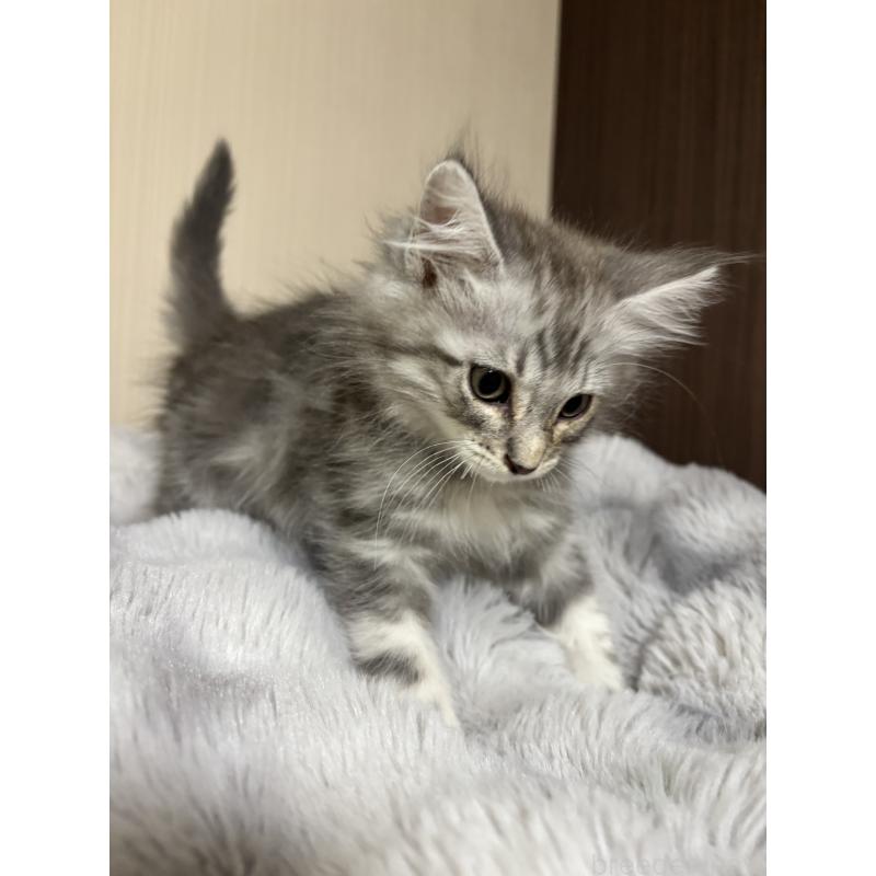 販売中の長野県のメインクーン-131221の2枚目