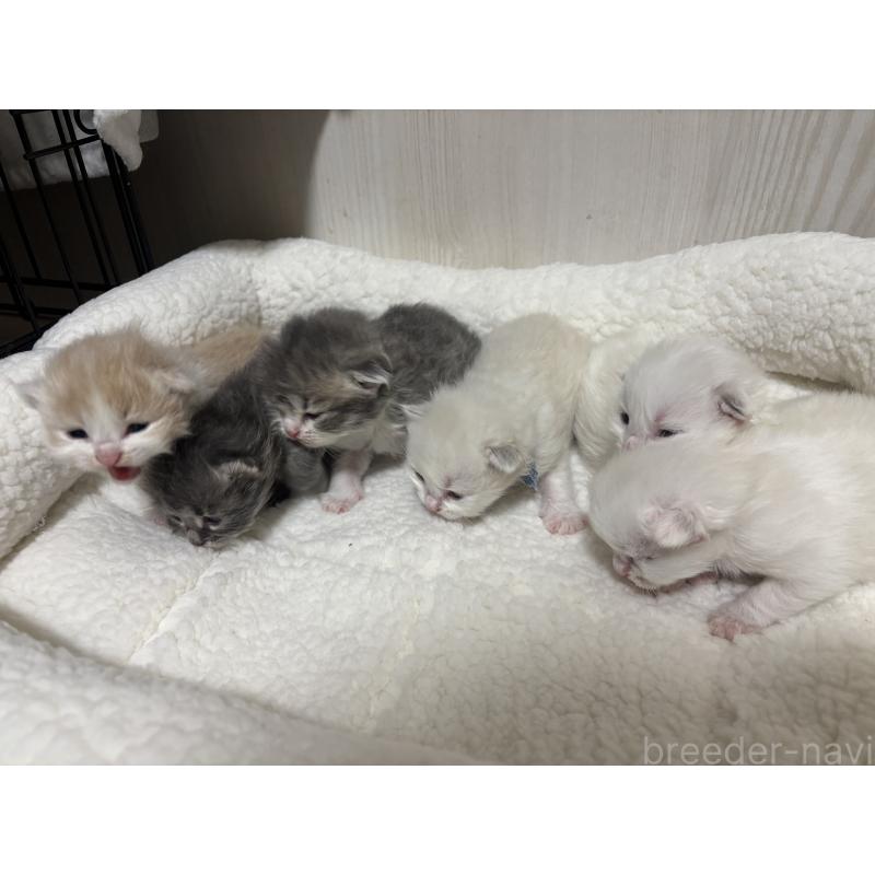 販売中の長野県のミヌエット-131222の2枚目