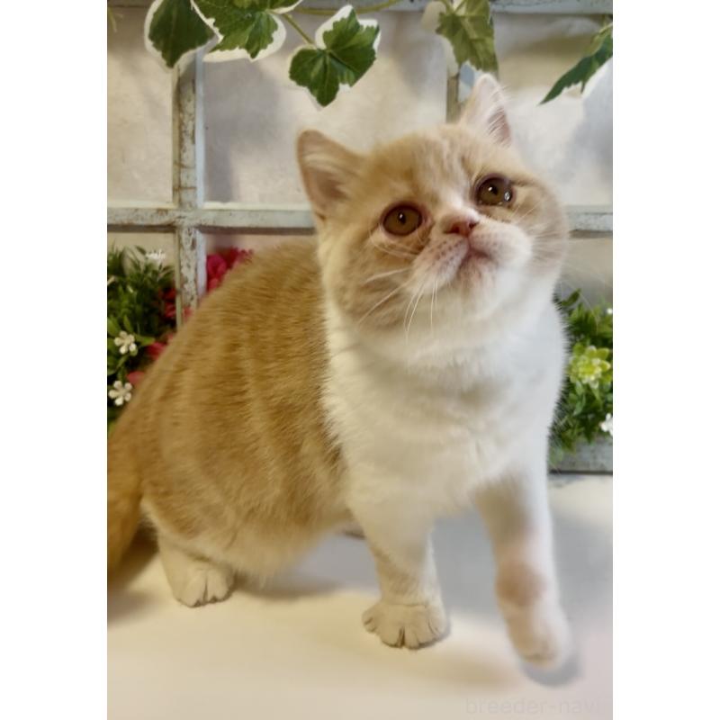 商談中の大阪府のエキゾチックショートヘア-130284の6枚目