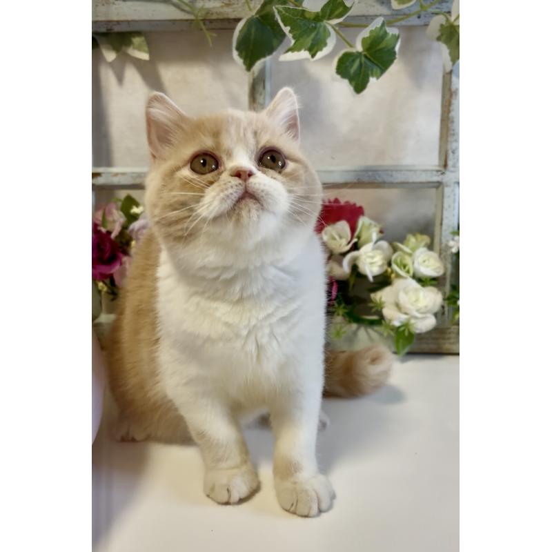 商談中の大阪府のエキゾチックショートヘア-130284の5枚目