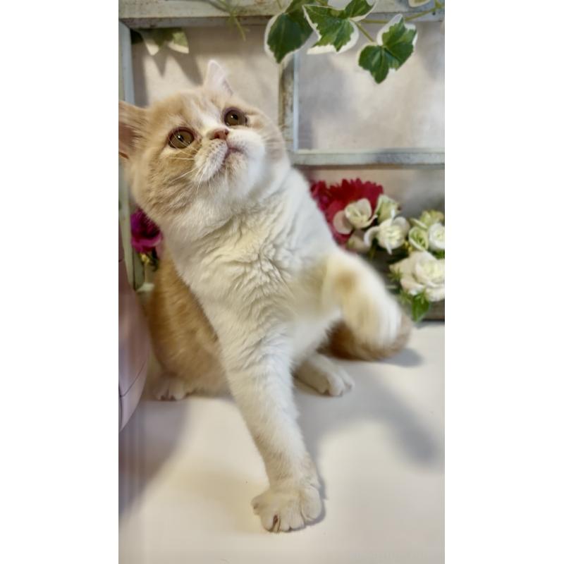 商談中の大阪府のエキゾチックショートヘア-130284の4枚目