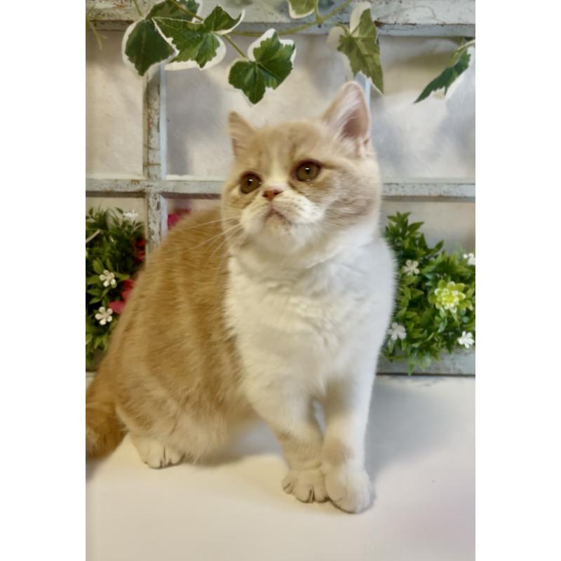 商談中の大阪府のエキゾチックショートヘア-130284の3枚目