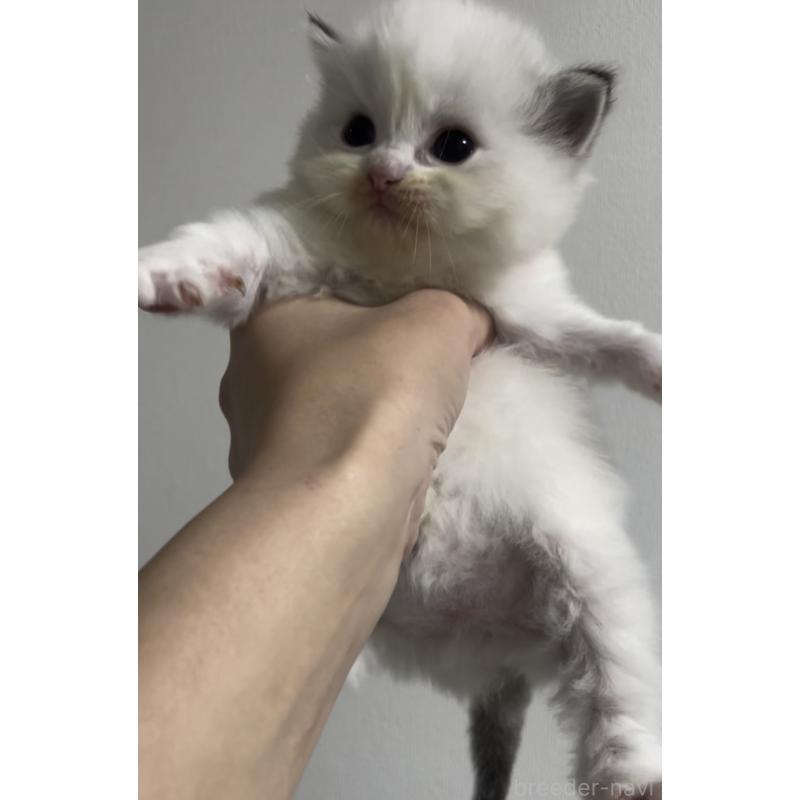 販売中の千葉県のラグドール-131124の4枚目