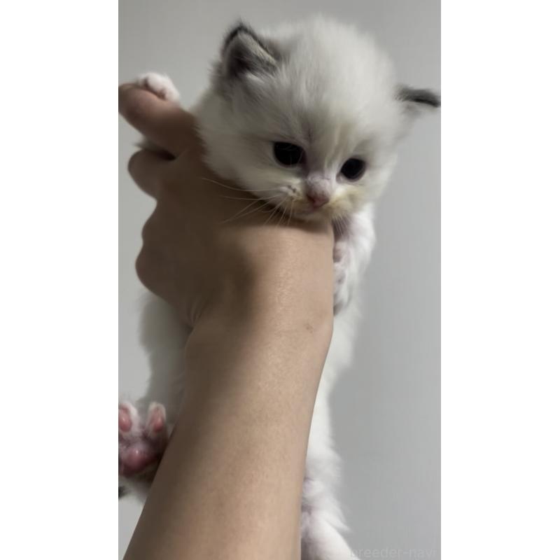 販売中の千葉県のラグドール-131124の3枚目