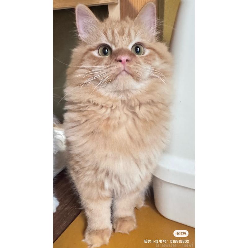 販売中の新潟県のミヌエット-131127の5枚目