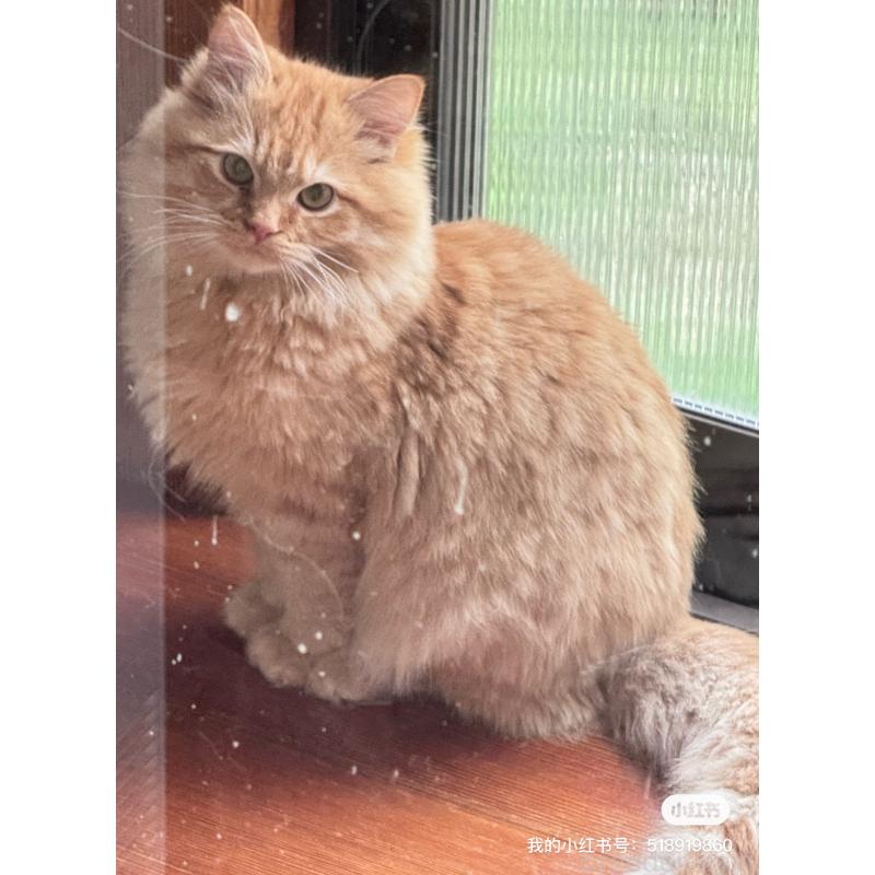 販売中の新潟県のミヌエット-131127の4枚目