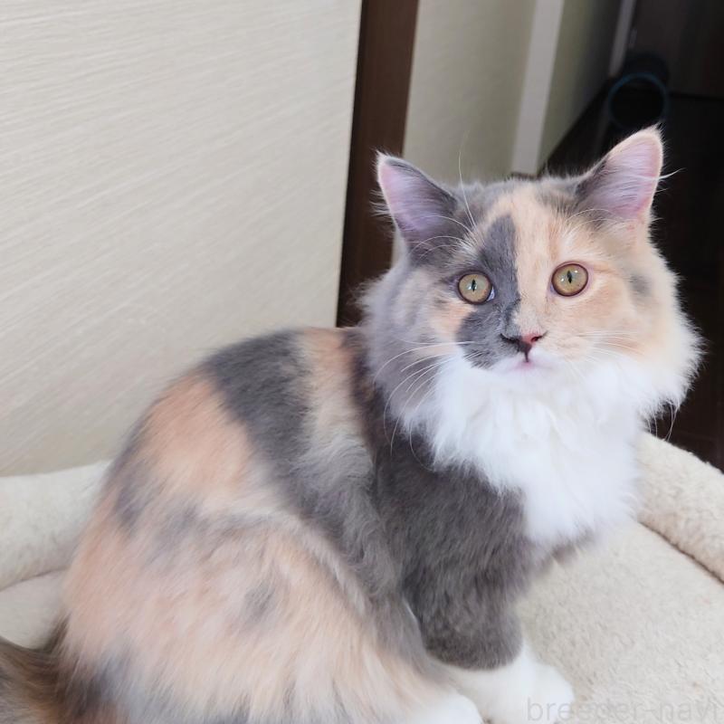 成約済の埼玉県のミヌエット-121917の3枚目