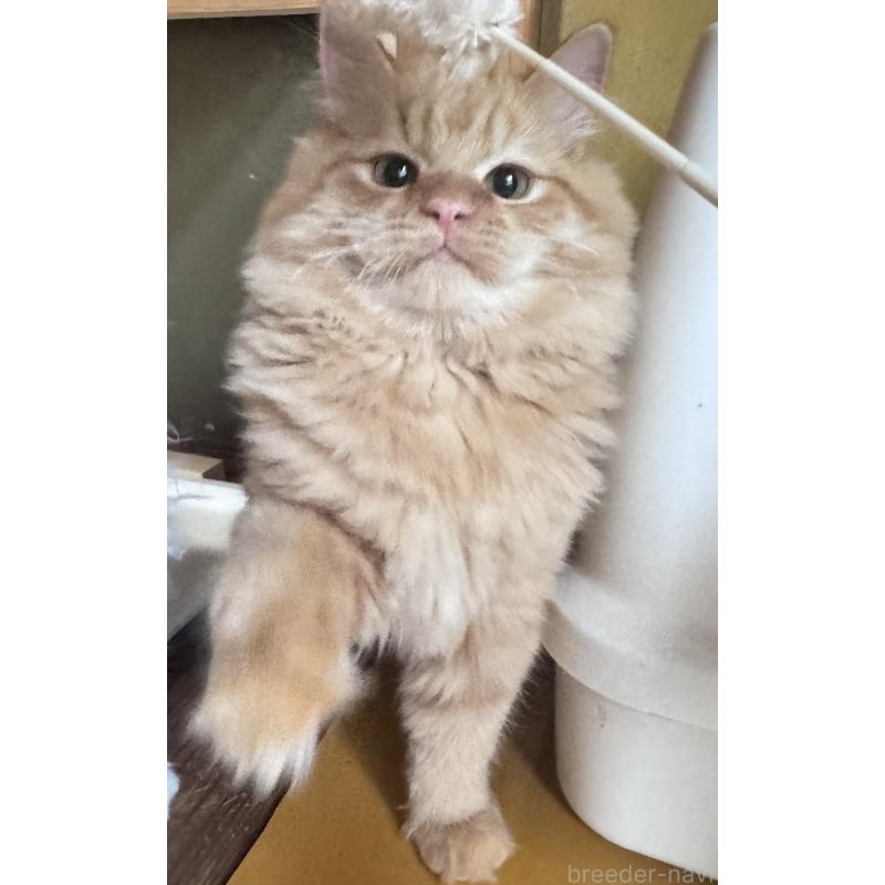 販売中の新潟県のミヌエット-131127の2枚目