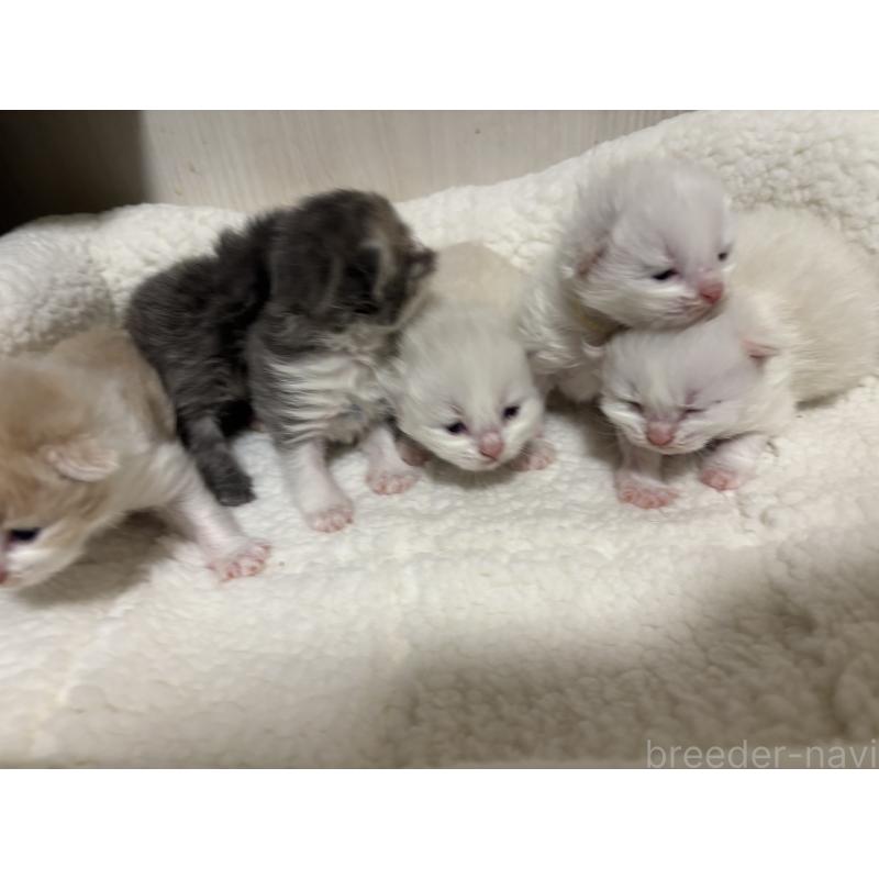 販売中の長野県のミヌエット-131224の2枚目