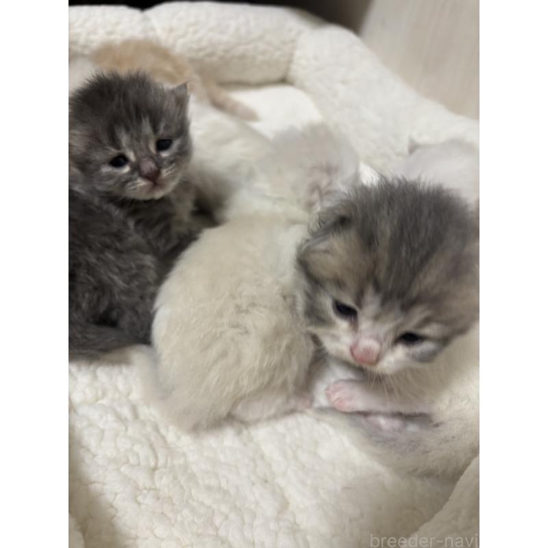 販売中の長野県のミヌエット-131225の2枚目