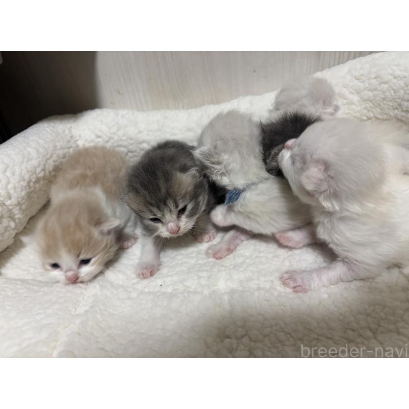 販売中の長野県のミヌエット-131226の2枚目