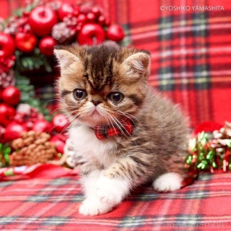 販売中ののエキゾチックショートヘア-131229