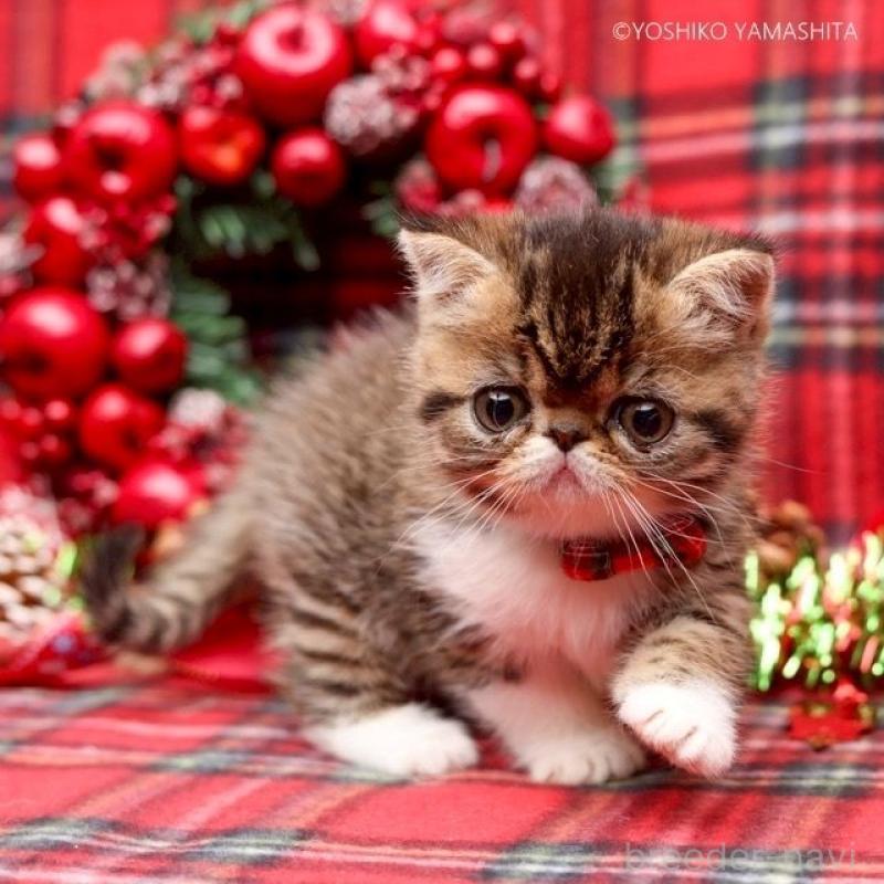 販売中の神奈川県のエキゾチックショートヘア-131229の3枚目