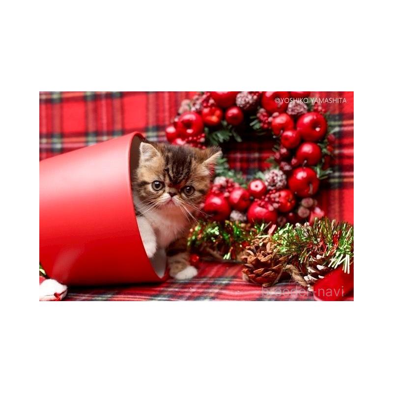 販売中の神奈川県のエキゾチックショートヘア-131229の2枚目