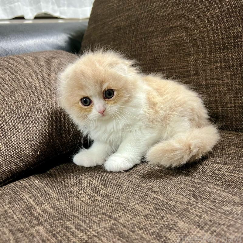 販売中の三重県のスコティッシュフォールド(折れ耳)-129918の22枚目