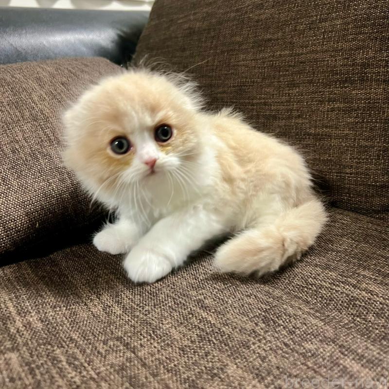 販売中の三重県のスコティッシュフォールド(折れ耳)-129918の21枚目