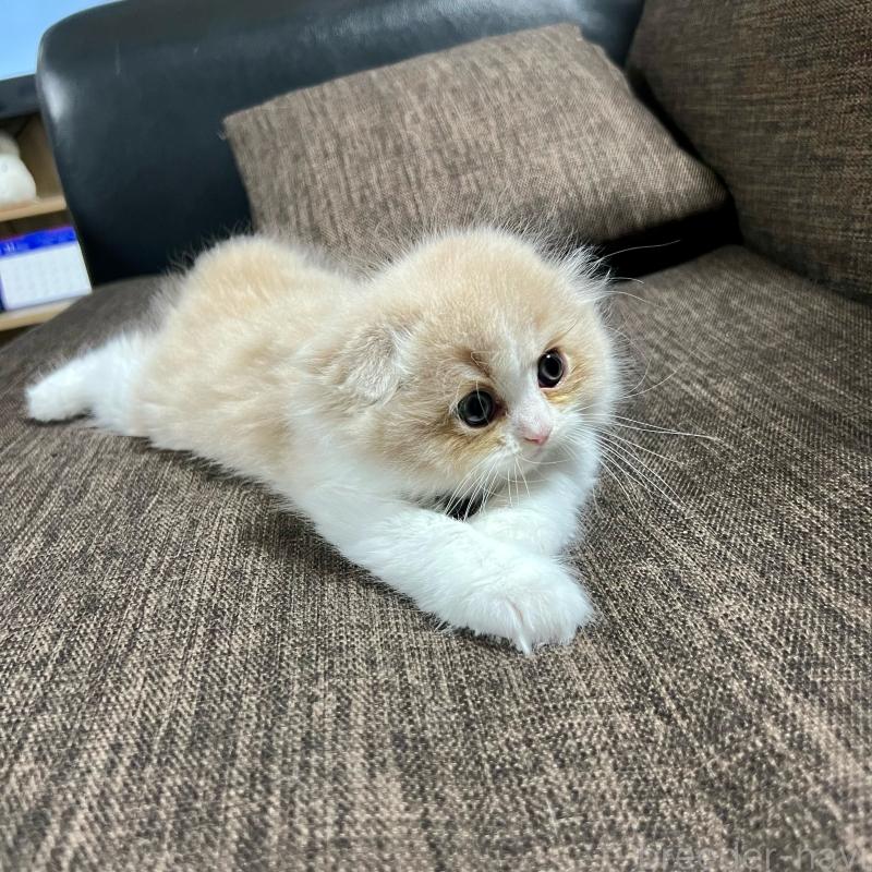 販売中の三重県のスコティッシュフォールド(折れ耳)-129918の20枚目