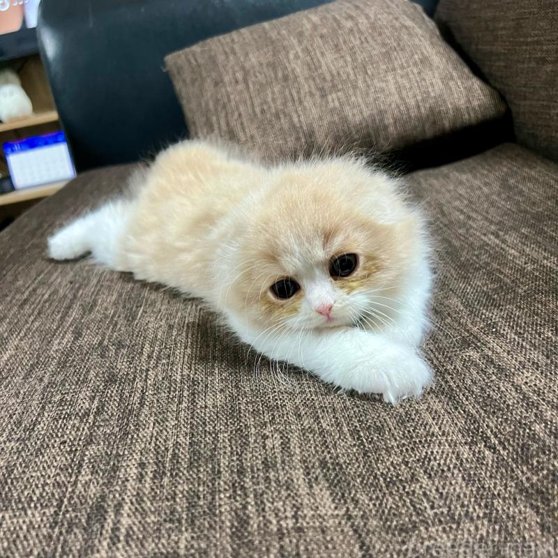 販売中の三重県のスコティッシュフォールド(折れ耳)-129918の19枚目
