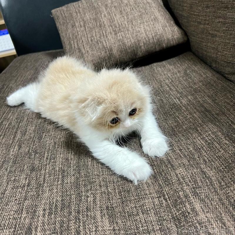 販売中の三重県のスコティッシュフォールド(折れ耳)-129918の18枚目