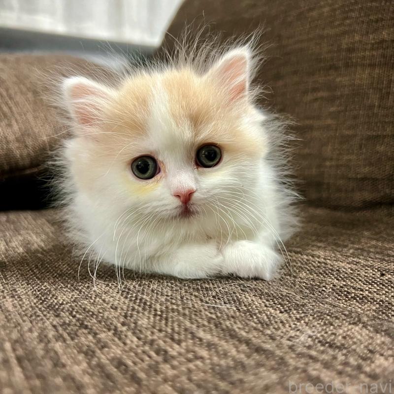 販売中の三重県のスコティッシュフォールド-129919