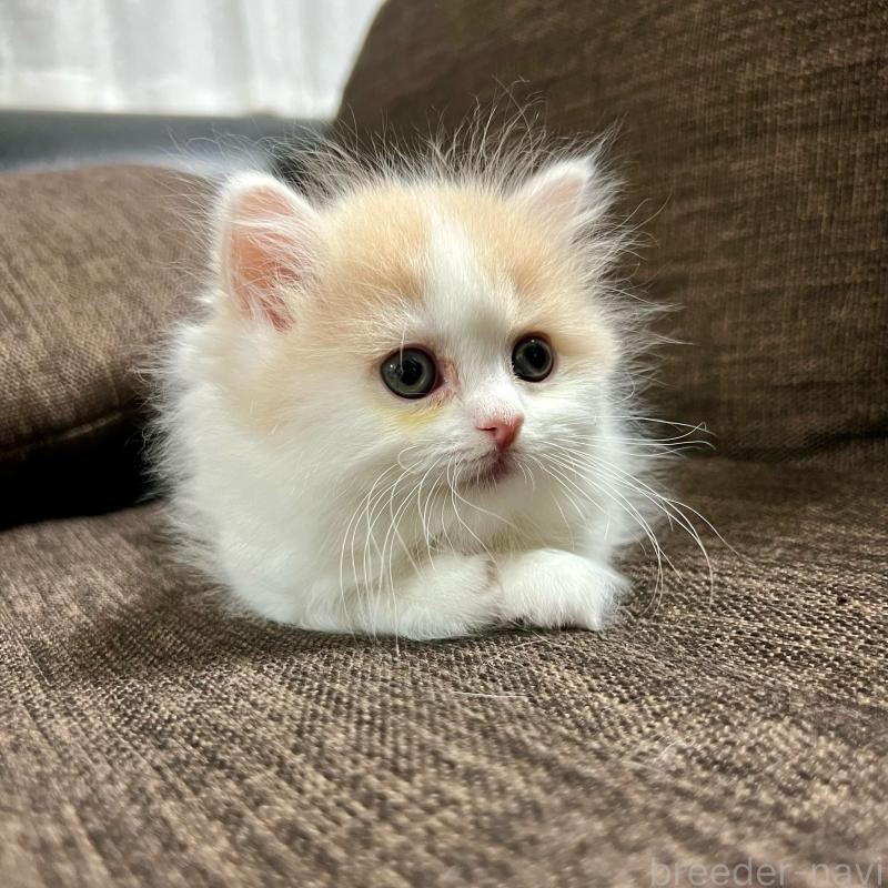 販売中の三重県のスコティッシュフォールド-129919の19枚目