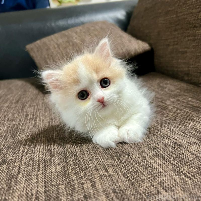 販売中の三重県のスコティッシュフォールド-129919の18枚目