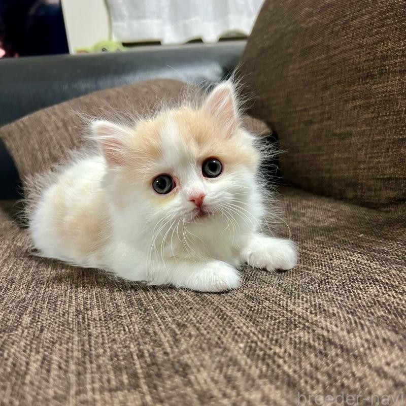 販売中の三重県のスコティッシュフォールド-129919の17枚目