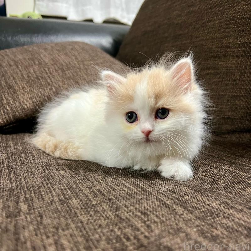 販売中の三重県のスコティッシュフォールド-129919の16枚目