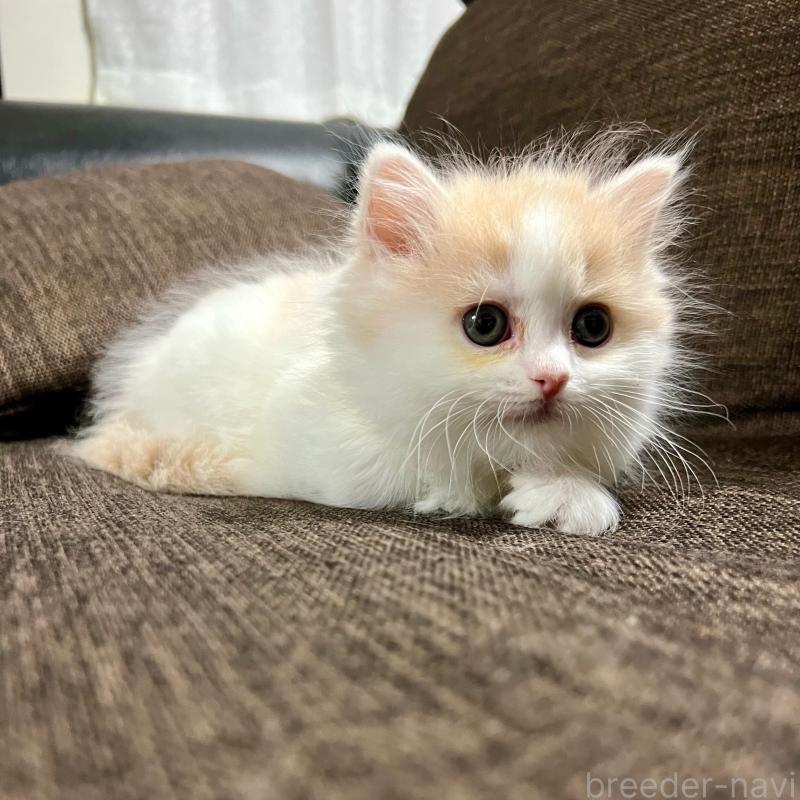 販売中の三重県のスコティッシュフォールド-129919の15枚目