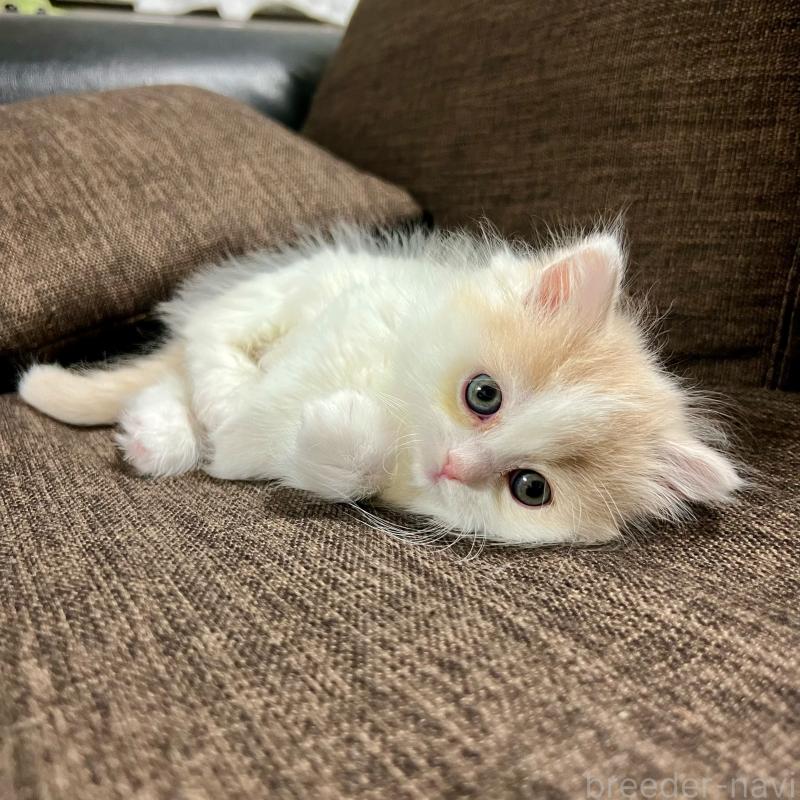 販売中の三重県のスコティッシュフォールド-129919の14枚目