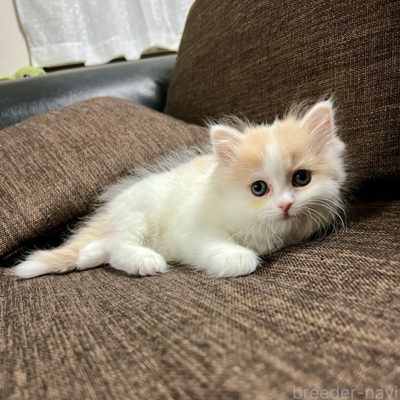 販売中の三重県のスコティッシュフォールド-129919の13枚目